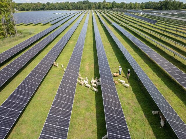 Did you know sheep can play a role in solar farm maintenance? 🌱

At Perendale Solar Farm, grazing sheep help naturally manage grass and vegetation around solar panels, reducing the need for traditional mowing and helping keep solar sites maintained efficiently.

It’s called solar grazing, a simple and sustainable approach to vegetation management, with a little help from some hardworking sheep. ☀️🐑

#TheEnergyUnitedWay 

hep 37 Roots Farm
